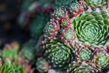 succulents in the garden close-up
