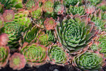 succulents in the garden close-up