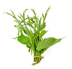 Gumnema inodorum (Lour.) Decne., Drug treatment for diabetes