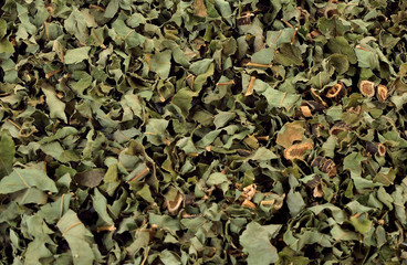 Dry adhatoda vasica or medicinal Basak leaf isolated