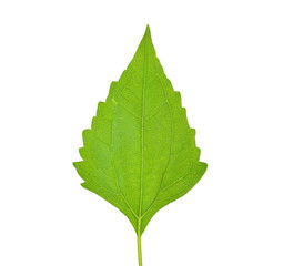 Siam weed or Ageratum houstonianum isolated on white background