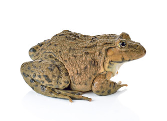 Frog on White background