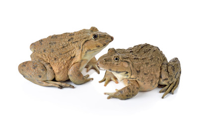 Frog on White background