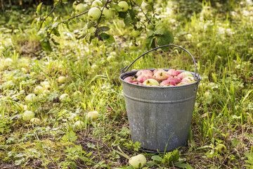 apples lying in the water in a metallic bucket standing on the a background branches of with apples in the garden