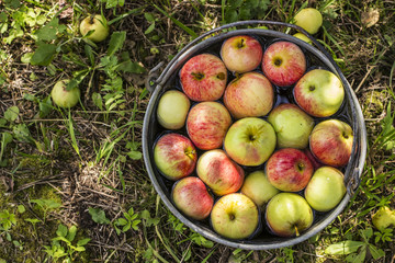apples lying in the water in a metallic bucket standing on the green grass © koldunova