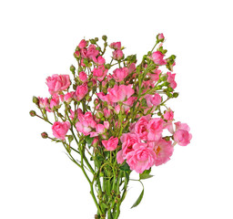 Pink roses isolated on white background