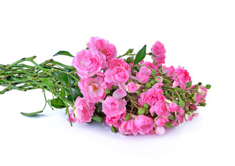 Pink roses isolated on white background
