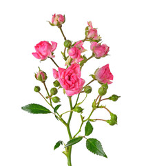 Pink roses isolated on white background