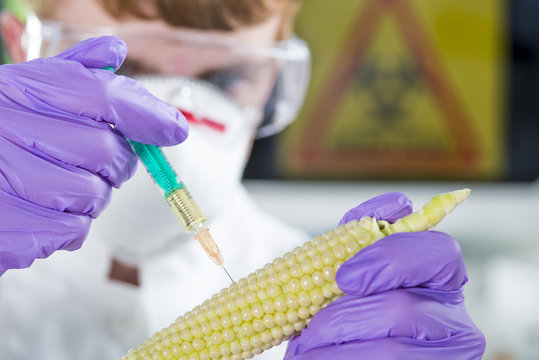 Gentechniker untersuchen Genfood Mais im Labor
