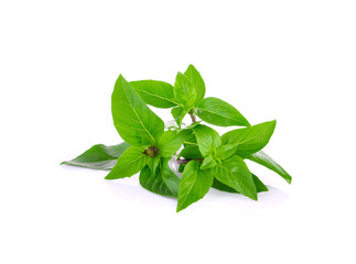 Sweet Basil on white background