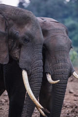 two elephants in Aberdare National Park in Kenya