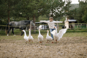 Little funny young girl in white sweater runs a flock of geese relegating his hands toward. Lifestyle portrait