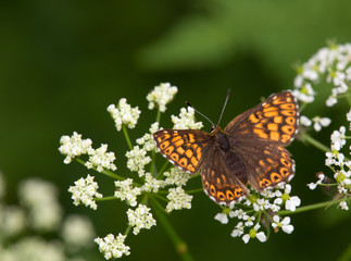 Macrophotographie d'insecte: Lucine (Hamearis lucina)