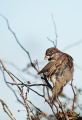 House Sparrow, Sparrow, Passer domesticus