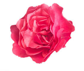 isolated bright pink rose bloom