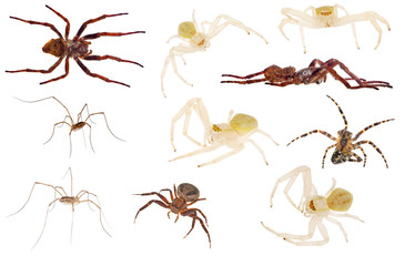 set of ten spiders isolated on white