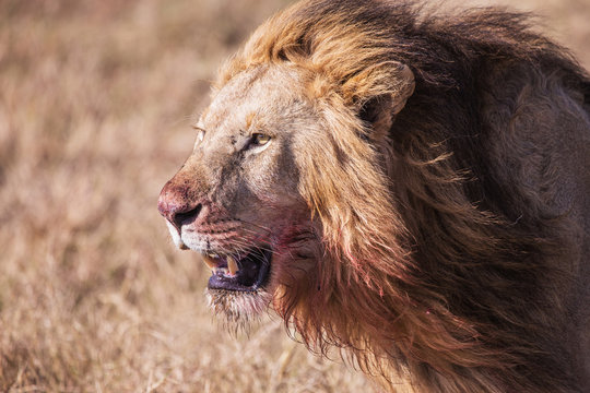 lion with bloodstained face Masai Mara in Kenya, Africa