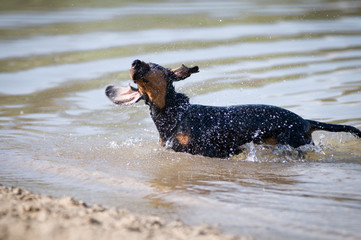 Dachshund portrait in summer