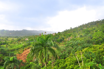 jungle at Dominican Republic