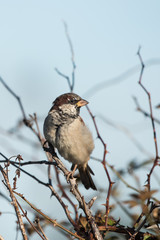 House Sparrow, Sparrow, Passer domesticus