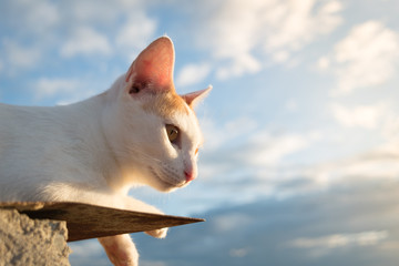 Fototapeta premium Cat on the roof and blue sky background,Looking.