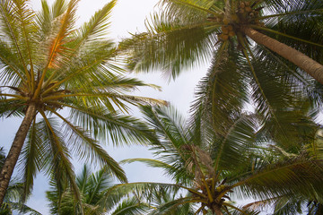 Fototapeta na wymiar the tops of palm trees. Photo tops of palm trees