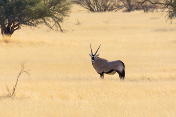 Oryx Gazella (Gemsbok) in grassland