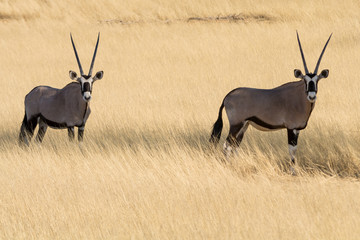 Oryx Gazella (Gemsbok) in grassland