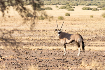 Oryx Gazella (Gemsbok) in grassland