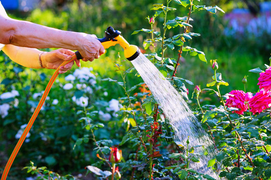 Senior woman hand holding hose sprayer and watering rose flowerbed in garden