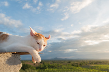 Cat on the roof and blue sky background,Looking.