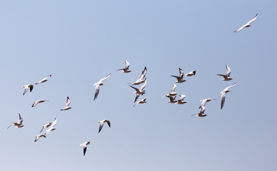 Obraz premium a flock of seagulls in flight