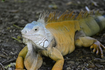 Tropical Iguana