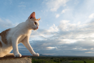 Cat on the roof and blue sky background,Looking.