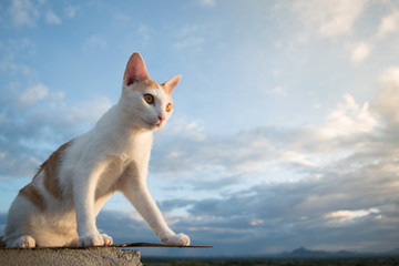 yellow cat on the roof and blue sky background 