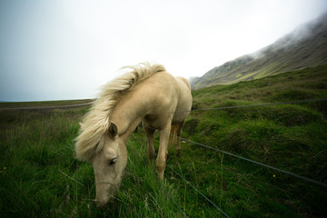 White horse eating grass. Iceland
