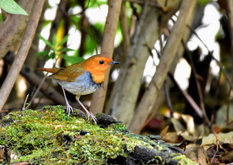 野鳥　コマドリ