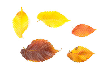 Obraz premium Fallen autumn leafs of a tree on white