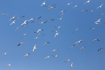 a flock of seagulls in flight