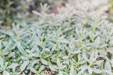 Cerastium tomentosum - Snow-in-Summer or mouse-ear chickweed, after flowering