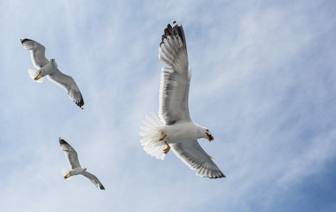 seagulls