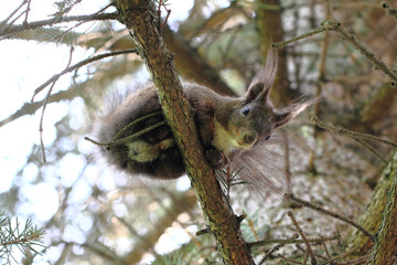 Fototapeta premium squirrel on the tree