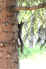 squirrel on the tree