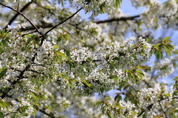 cherries flowers background