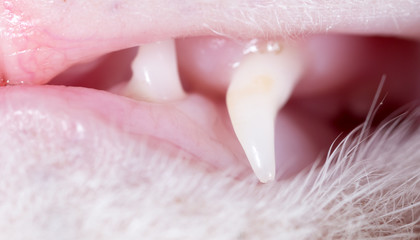 cat teeth. macro