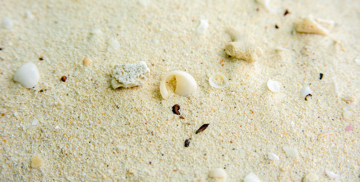 Background of sand, shells and corals. Texture for design