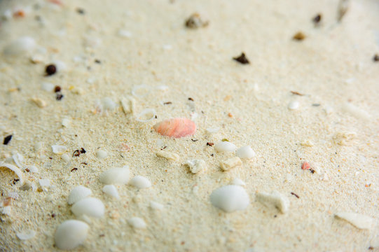 Background of sand, shells and corals. Texture for design