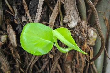 plant Pothos Aureaus growing wild on a tree