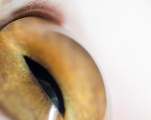 cat's eyes. macro