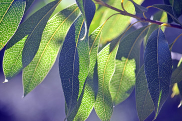 Back lit leaves of the Australian native Protea, the Woody Pear, Xylomelum pyriforme, showing prominent venation pattern. Royal National Park, Sydney, Australia